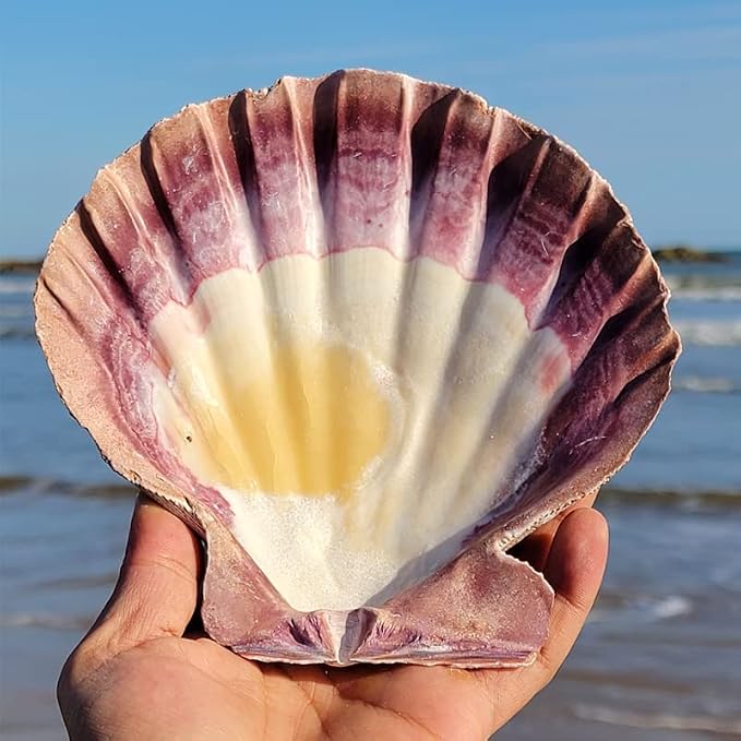 2 PCS Large Great Orange Lions Paw Scallop 5-6" Shells - Image 7