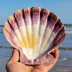 2 PCS Large Great Orange Lions Paw Scallop 5-6" Shells - Image 7