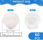 60PCS Natural Scallop Shells for Crafts, 2-3 Inch White Sea Shells for - Image 2