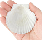 20 PCS Natural Scallop Shells for Crafts, 3 Inch White Seashell Decor for Home - Image 4
