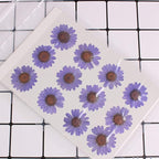 50pcs Natural Dried Daisy Flower, Vacuum Packaging, Pressed Flower - Image 2