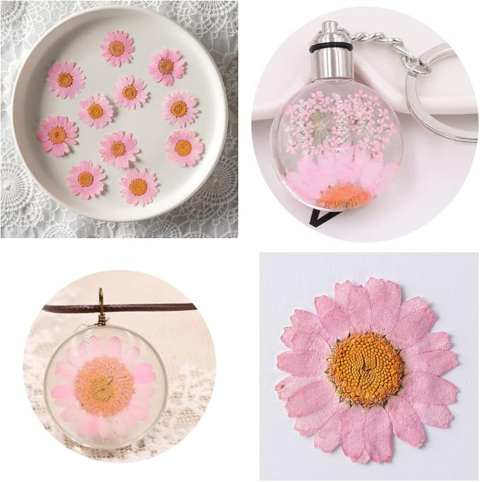 Natural Dried Pink Daisy Flower, Vacuum Packaging, Pressed Flower - Image 3
