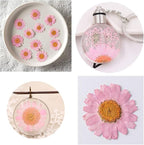 Natural Dried Pink Daisy Flower, Vacuum Packaging, Pressed Flower - Image 3