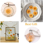 50pcs Natural Dried Daisy Flower, Vacuum Packaging, Pressed Flower - Image 3