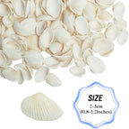Natural Tiny Sea Shells Small White Clam Shells - Image 6