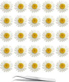 60Pcs White Dried Daisy Pressed Flowers by YouthBro