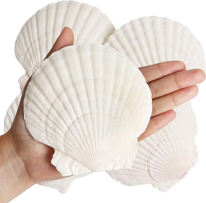 8 PCS Clam Shells for Crafts, Large Seashells for Crafts, Themed Party and Home by Unknown