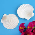20 PCS Natural Scallop Shells for Crafts, 3 Inch White Seashell Decor for Home - Image 6