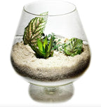 5 Pounds Natural Decorative Real Sand - Image 3