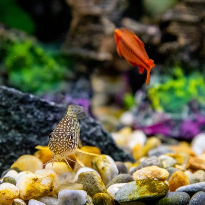 YISZM 5lbs Aquarium Rocks, 5/8" Natural Mixed Pebbles - Image 3