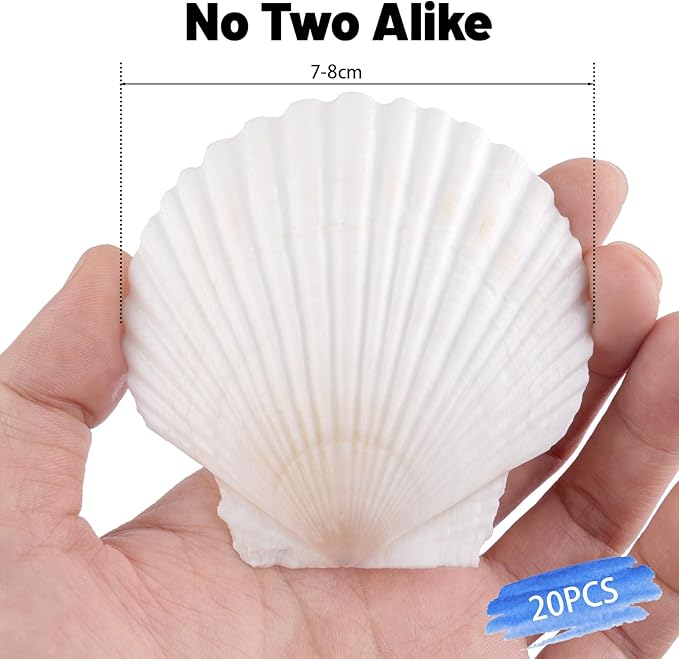 20 PCS Natural Scallop Shells for Crafts, 3 Inch White Seashell Decor for Home - Image 5