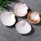 QEQEKAKA 6PCS Scallop Shells 4‘’-4.5" Natural Sea Shells White Hawaiian Scallop - Image 2