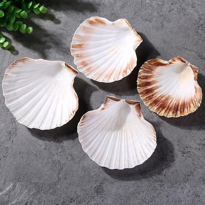 QEQEKAKA 8PCS Sea Shells for Craft 3‘’-4'’ Natural White Hawaiian Scallop - Image 2