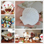 15 Pcs Sea Shells White Large Scallop Shells - Image 5