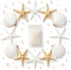 JSPYFITS 2.5-4 Inches Large Starfish and Scallop Shells by JSPYFITS
