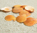 Yellow Sea Shells 50+ Pcs Scallop Shells by PLOOTA