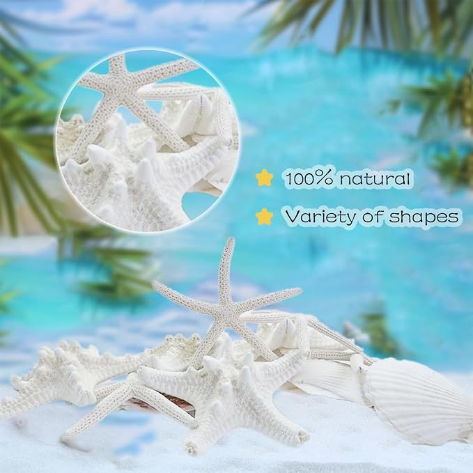 HappyFiller 14 PCS White Natural Scallop Seashells Decorative Starfish | Sea - Image 2