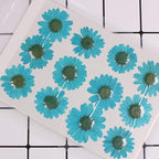 50pcs Natural Dried Daisy Flower, Vacuum Packaging, Pressed Flower - Image 2