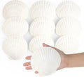 Jangostor 10 PCS Scallop Shells Natural Seashell, Fish Tank and Vase Filler by Jangostor