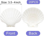 Denking 20 PCS Scallop Shells 3.5-4 inch Natural White Seashells - Image 2