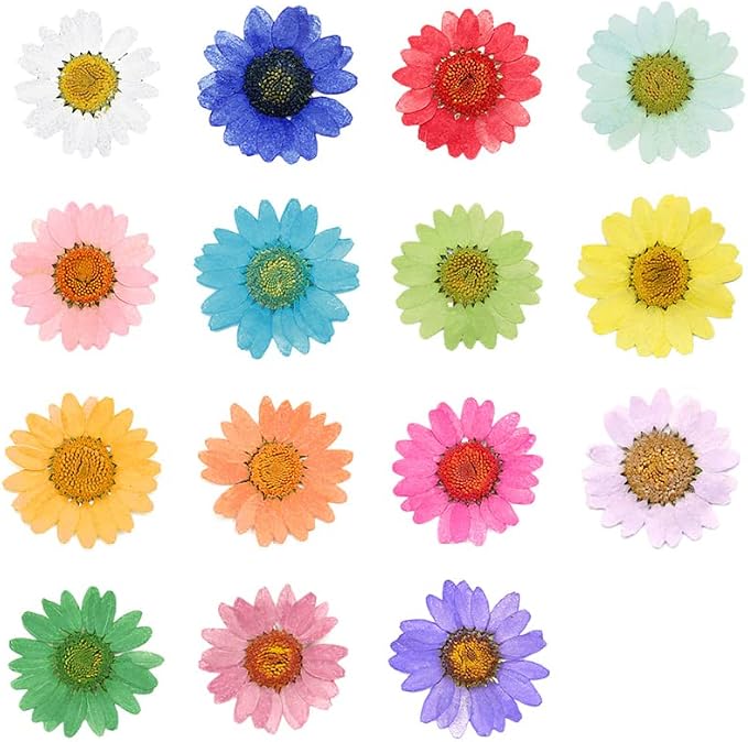 50pcs Natural Dried Daisy Flower, Vacuum Packaging, Pressed Flower - Image 5