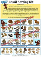 DANCING BEAR Fossil Collection Sorting Activity Kit - Image 6