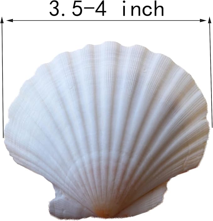12 Pcs Sea Shells White Large Scallop Shells - Image 2
