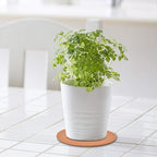 6-Pack 6" Cork Coasters, Round Cork & Plastic Plant Saucers - Image 2