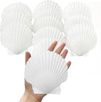 10PCS Large Natural Scallop Shells, Home Decorations, Beach Wedding Decorations by Unknown