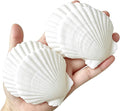 QICQDRAM 30PCS Sea Shells for Crafts Decoration 2''-3'' White Scallop Shells by QICQDRAM