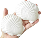 QICQDRAM 30PCS Sea Shells for Crafts Decoration 2''-3'' White Scallop Shells by QICQDRAM