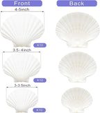 Denking 30 PCS Scallop Shells Mixed Sizes 3–5 Inch Natural White Seashells - Image 2