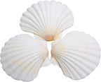 Lucky Baby 25pcs Scallop Shells by LUCKYBABY