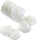 16PCS Sea Shells for Crafts Decoration 3"~4" White Scallop Shells for Crafts - Image 6