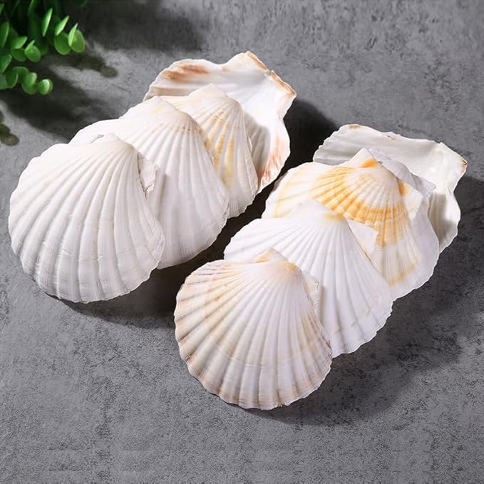 QEQEKAKA 6PCS Scallop Shells 4‘’-4.5" Natural Sea Shells White Hawaiian Scallop by QEQEKAKA