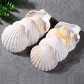 QEQEKAKA 6PCS Large Scallop Shells by QEQEKAKA