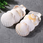 QEQEKAKA 6PCS Large Scallop Shells by QEQEKAKA