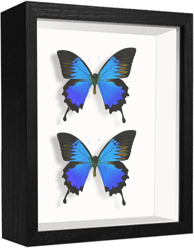 5x7 Small Shadow Box Frame Display Case, Display Case Box by TOUYINGER