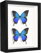 5x7 Small Shadow Box Frame Display Case, Display Case Box by TOUYINGER