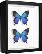 5x7 Small Shadow Box Frame Display Case, Display Case Box by TOUYINGER
