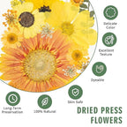 204 Pcs Dried Pressed Flowers for Resin Crafts, Real Natural Pressed Flowers - Image 9