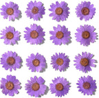 50pcs Natural Dried Daisy Flower, Vacuum Packaging, Pressed Flower by YUNZHI