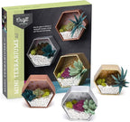 Craft Crush — Mini Plants Terrariums Easy Fun Arts and Craft Kit — Make 3 - Image 2