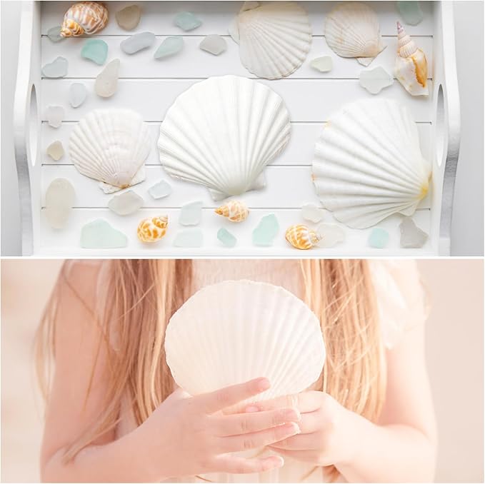 Jangostor 16 PCS Scallop Shells Natural Seashell, Fish Tank and Vase Filler - Image 4