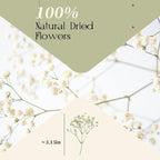 Dried Babys Breath White, Natural Pressed Flowers - Image 3