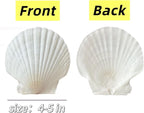 10PCS Large Natural Scallop Shells, Home Decorations, Beach Wedding Decorations - Image 3
