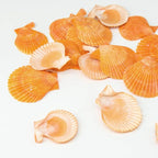 Yellow Sea Shells 50+ Pcs Scallop Shells - Image 6