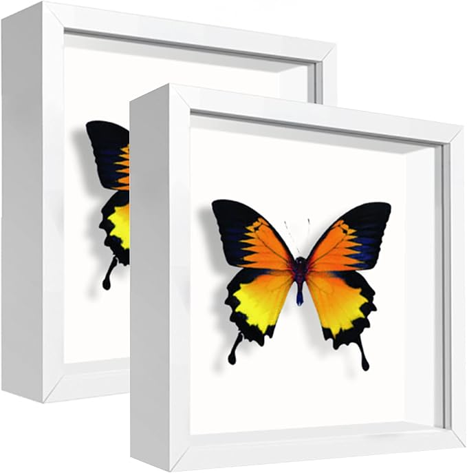 5x5 White Small Shadow Box Frame Display Case, Display Case Box by TOUYINGER