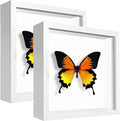 5x5 White Small Shadow Box Frame Display Case, Display Case Box by TOUYINGER