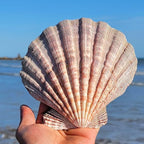 4 Pcs Polished Large Great Scallop Sea Shells 5~6 Inch, Ocean Beach Seashells - Image 5